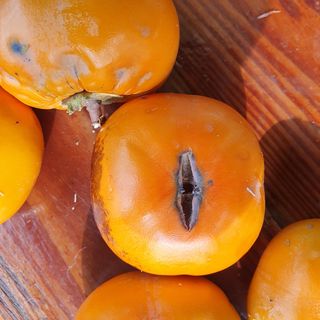 농부님의 감 · 병해충상담 작성글 사진