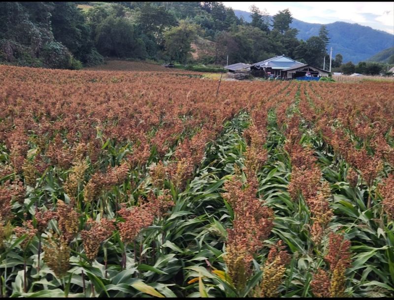 원주청년님의 장터 판매 상품 [강원도 찰수수 판매합니다] 첨부 사진