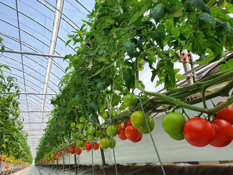 토마토누리 님의 장터 판매 상품 [토마토누리 농장에서 키운토마토를  사천시농업기술센터 HACCP 가공시설 에서 가공한100%토마토즙입니다] 첨부 사진