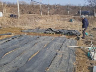 이형길님의 마늘 · 일상 작성글 사진