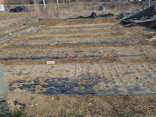 이형길님의 마늘 · 일상 작성글 사진