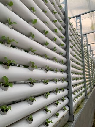 오대경님의 상추 · 자유게시판 작성글 사진