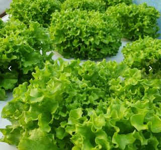 오대경님의 상추 · 자유게시판 작성글 사진