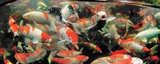 오대경님의 상추 · 자유게시판 작성글 사진