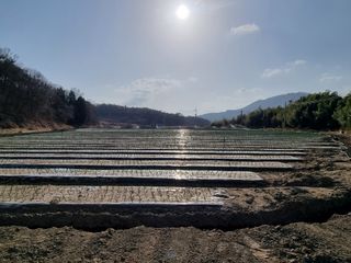 이재진님의 양파 · 자유게시판 작성글 사진