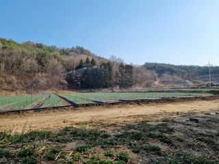 이재진님의 양파 · 자유게시판 작성글 사진