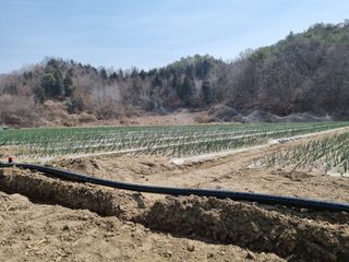 이재진님의 양파 · 자유게시판 작성글 사진