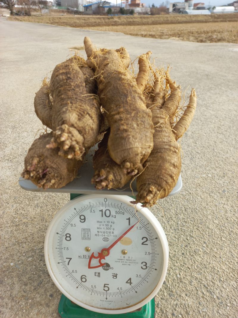 이명숙님의 장터 판매 상품 [큰더덕 (판매완료)] 첨부 사진