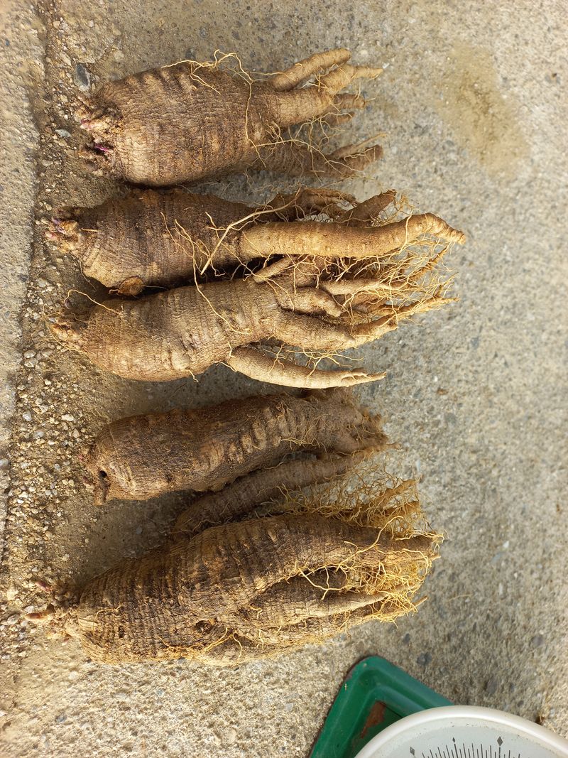 장터 상품 [큰더덕 (판매완료)] 썸네일