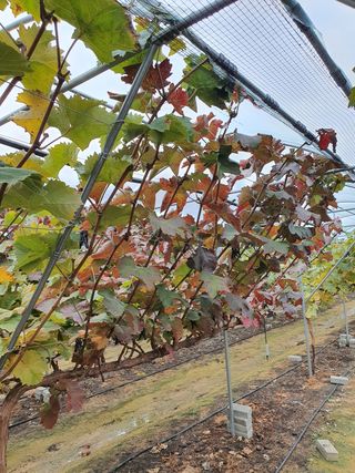 이나연님의 포도 · 병해충상담 작성글 사진