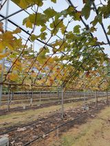 팜모닝 포도·병해충상담 게시글 이미지