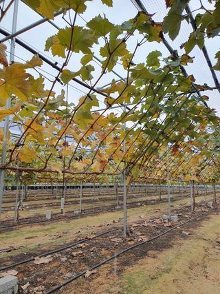 이나연님의 포도 · 병해충상담 작성글 사진