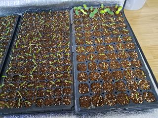 정선경님의 고추 · 일상 작성글 사진