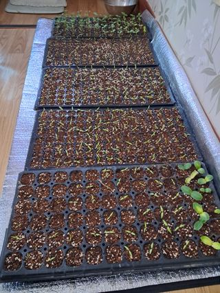 정선경님의 고추 · 일상 작성글 사진