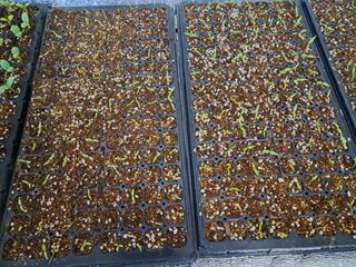 정선경님의 고추 · 일상 작성글 사진