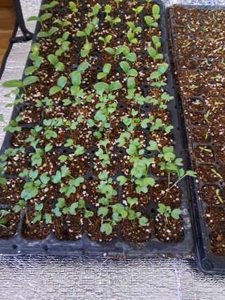 정선경님의 고추 · 일상 작성글 사진