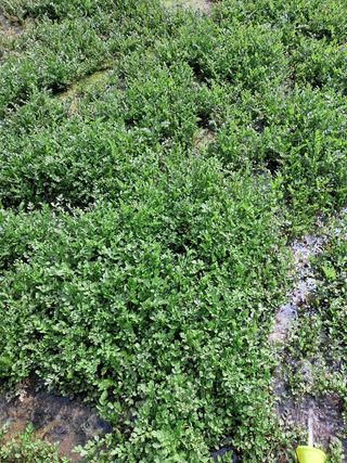 정선경님의 고추 · 일상 작성글 사진