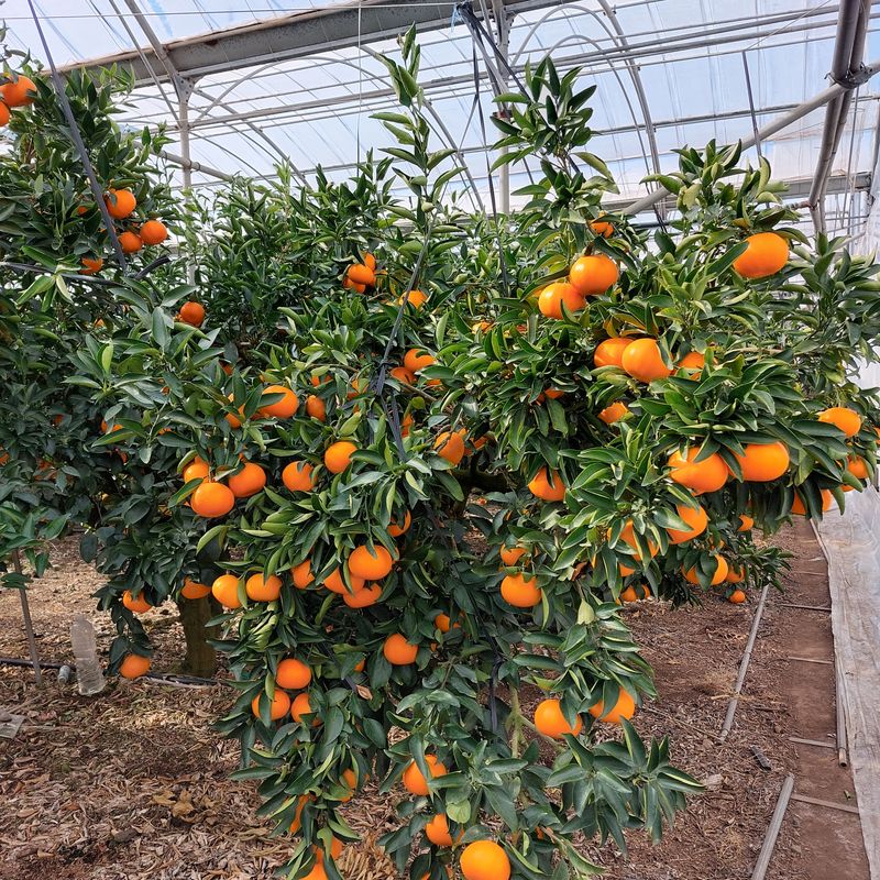 성민감귤농원님의 장터 판매 상품 [천혜향10kg 55.000원] 첨부 사진