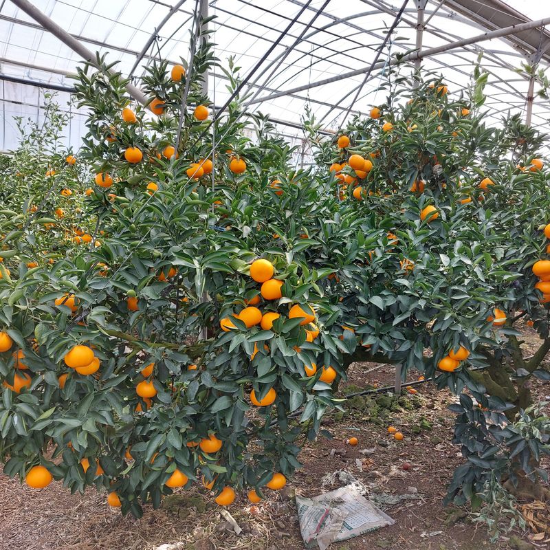 성민감귤농원님의 장터 판매 상품 [천혜향10kg 55.000원] 첨부 사진