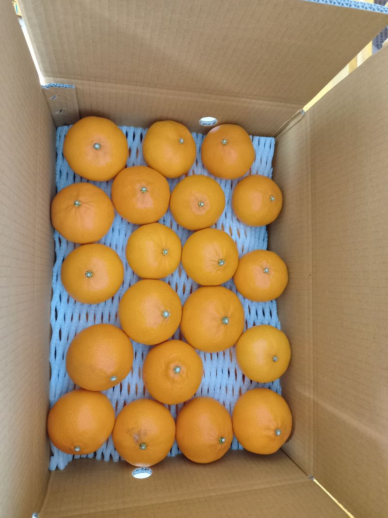 장터 상품 [천혜향10kg 55.000원] 썸네일