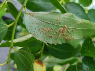 쥬쥬비팜님의 기타작물 · 병해충상담 작성글 사진