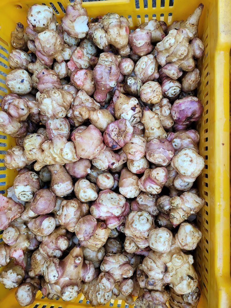 독고다이님의 장터 판매 상품 [당뇨 특효 돼지감자 5kg 8000원] 첨부 사진