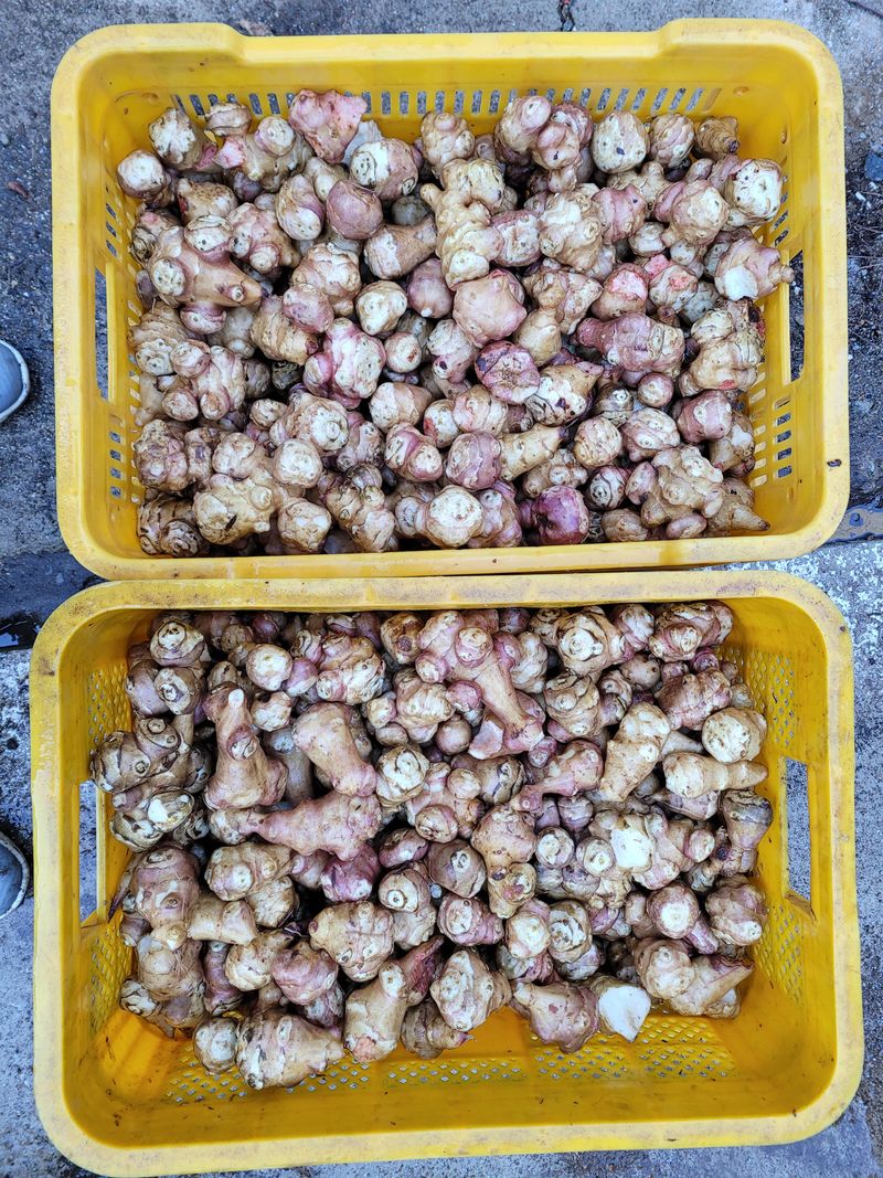 독고다이님의 장터 판매 상품 [당뇨 특효 돼지감자 5kg 8000원] 첨부 사진