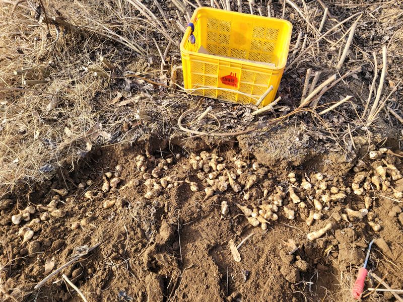 독고다이님의 장터 판매 상품 [당뇨 특효 돼지감자 5kg 8000원] 첨부 사진