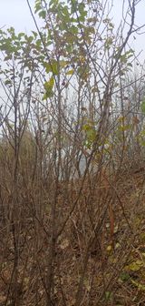 팜모닝 기타작물·병해충상담 게시글 이미지