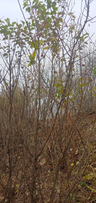 양퉁님의 기타작물 · 병해충상담 작성글 사진