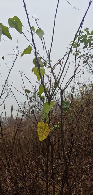 양퉁님의 기타작물 · 병해충상담 작성글 사진