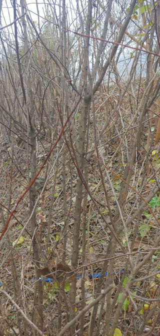 양퉁님의 기타작물 · 병해충상담 작성글 사진