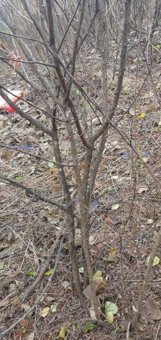 양퉁님의 기타작물 · 병해충상담 작성글 사진