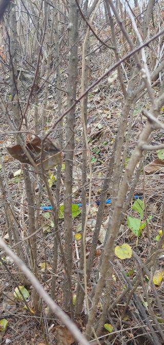 양퉁님의 기타작물 · 병해충상담 작성글 사진