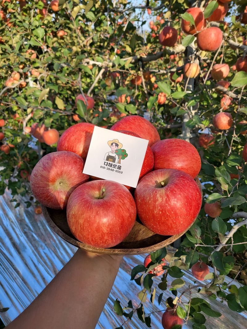 김가람님의 장터 판매 상품 [장수 부사사과 5kg  택배비포함 22000원 ] 첨부 사진