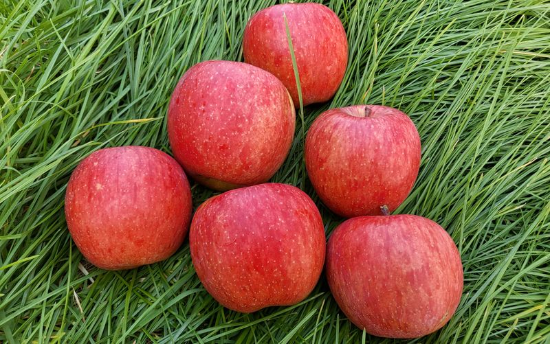 장터 상품 [장수 부사사과 5kg  택배비포함 22000원 ] 썸네일