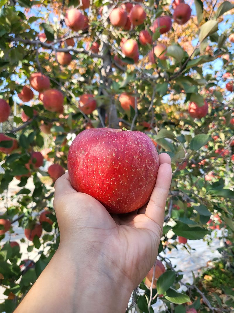 김가람님의 장터 판매 상품 [장수 부사사과 5kg  택배비포함 22000원 ] 첨부 사진