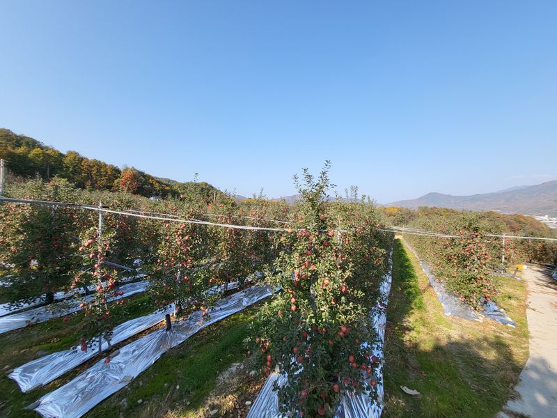 김가람님의 장터 판매 상품 [장수 부사사과 5kg  택배비포함 22000원 ] 첨부 사진