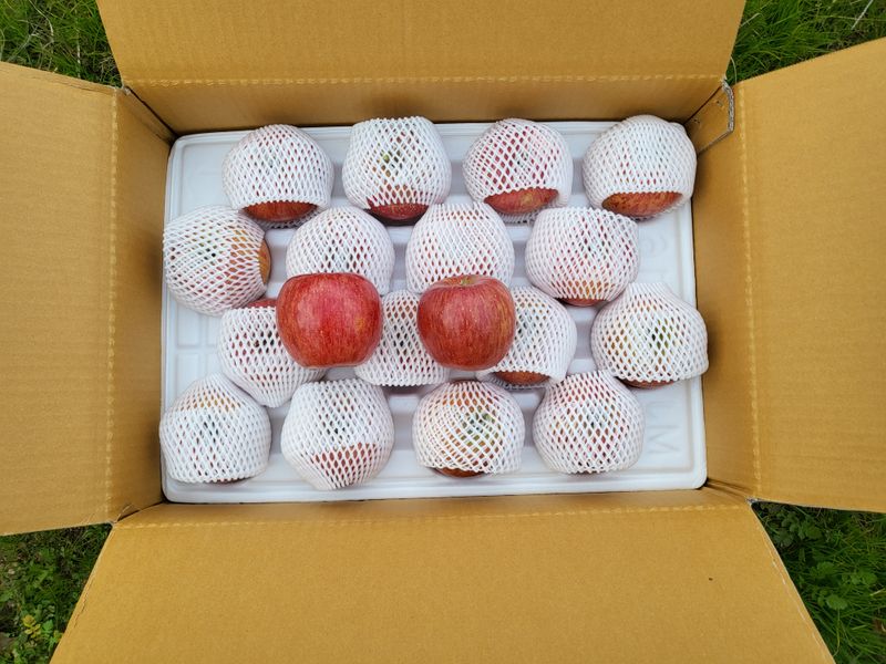 김가람님의 장터 판매 상품 [장수 부사사과 5kg  택배비포함 22000원 ] 첨부 사진