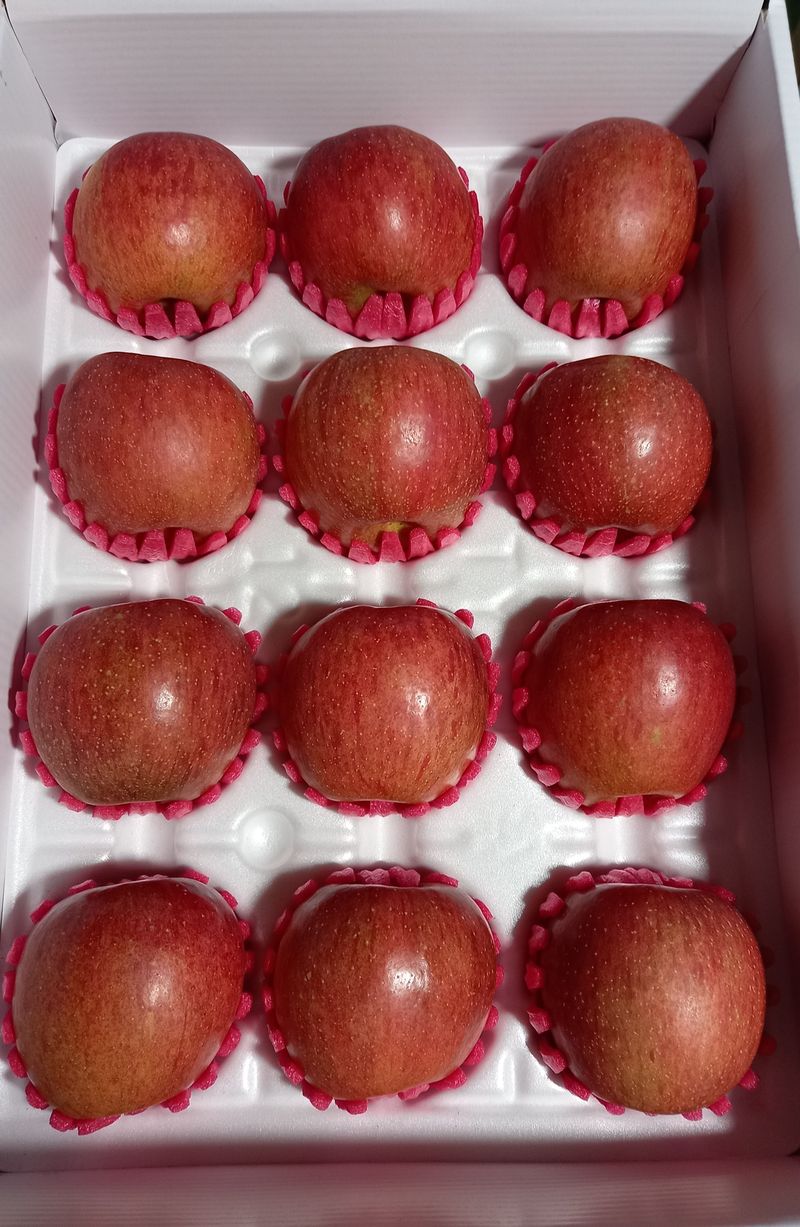 김가람님의 장터 판매 상품 [장수 부사사과 5kg  택배비포함 22000원 ] 첨부 사진