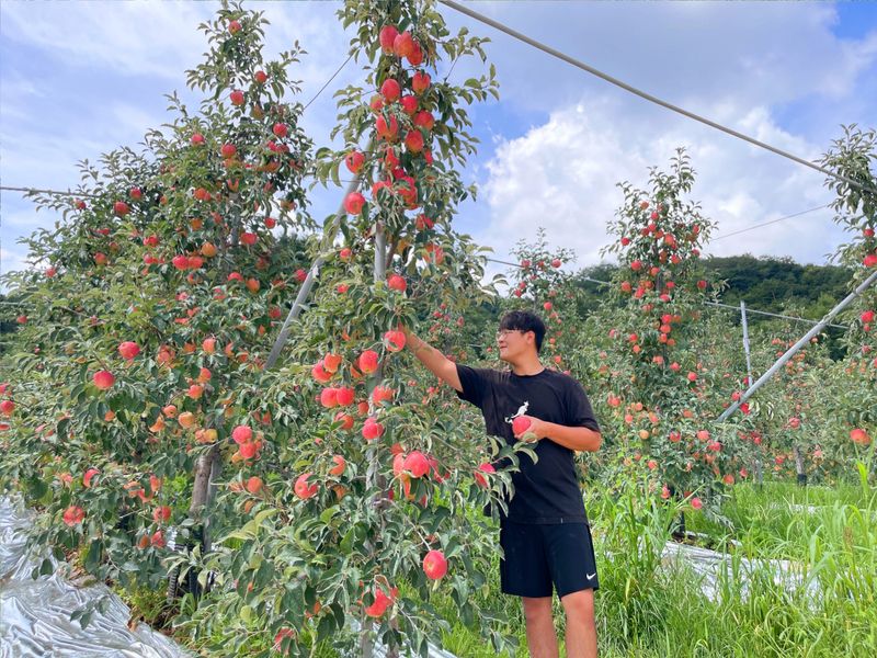 김가람님의 장터 판매 상품 [장수 부사사과 5kg  택배비포함 22000원 ] 첨부 사진