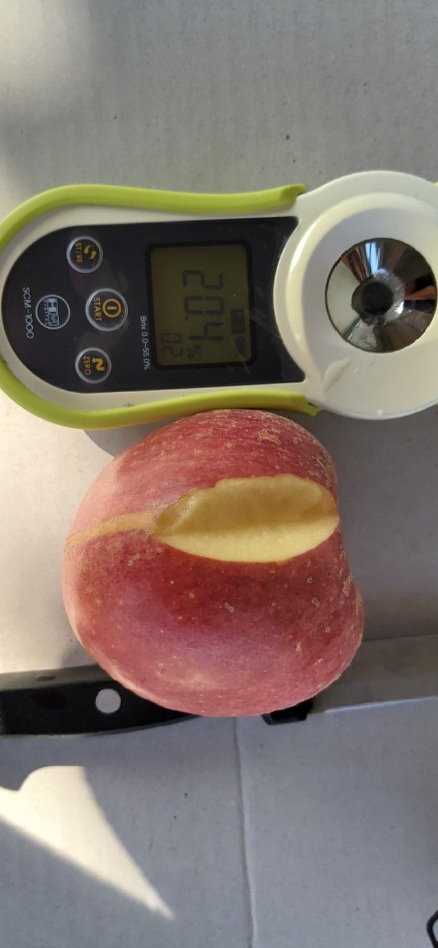 김가람님의 장터 판매 상품 [장수 부사사과 5kg  택배비포함 22000원 ] 첨부 사진