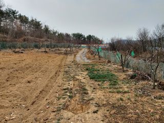 초보농부님의 복숭아 · 병해충상담 작성글 사진