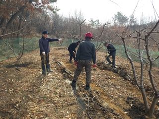 초보농부님의 복숭아 · 병해충상담 작성글 사진