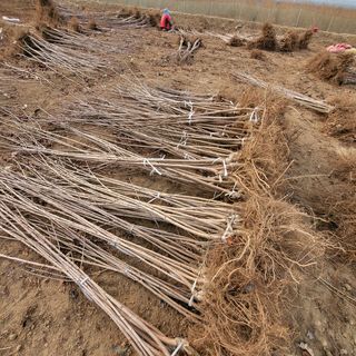 상호현님의 기타작물 · 자유게시판 작성글 사진