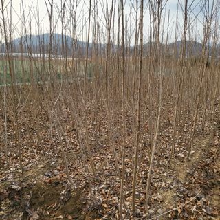 상호현님의 기타작물 · 자유게시판 작성글 사진