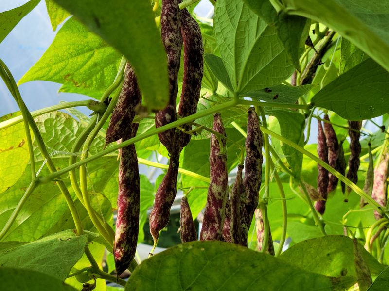 장터 상품 [호랑이강낭콩4kg] 썸네일