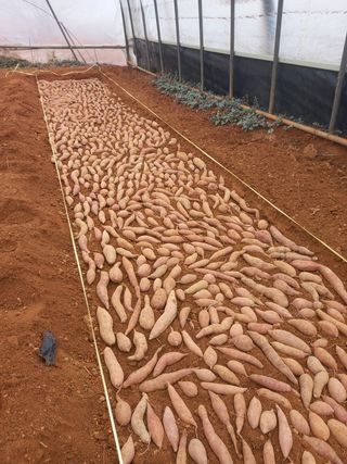 당진수농원박선이님의 고구마 · 자유게시판 작성글 사진