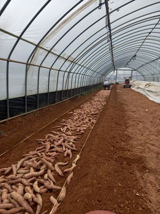 당진수농원박선이님의 고구마 · 자유게시판 작성글 사진