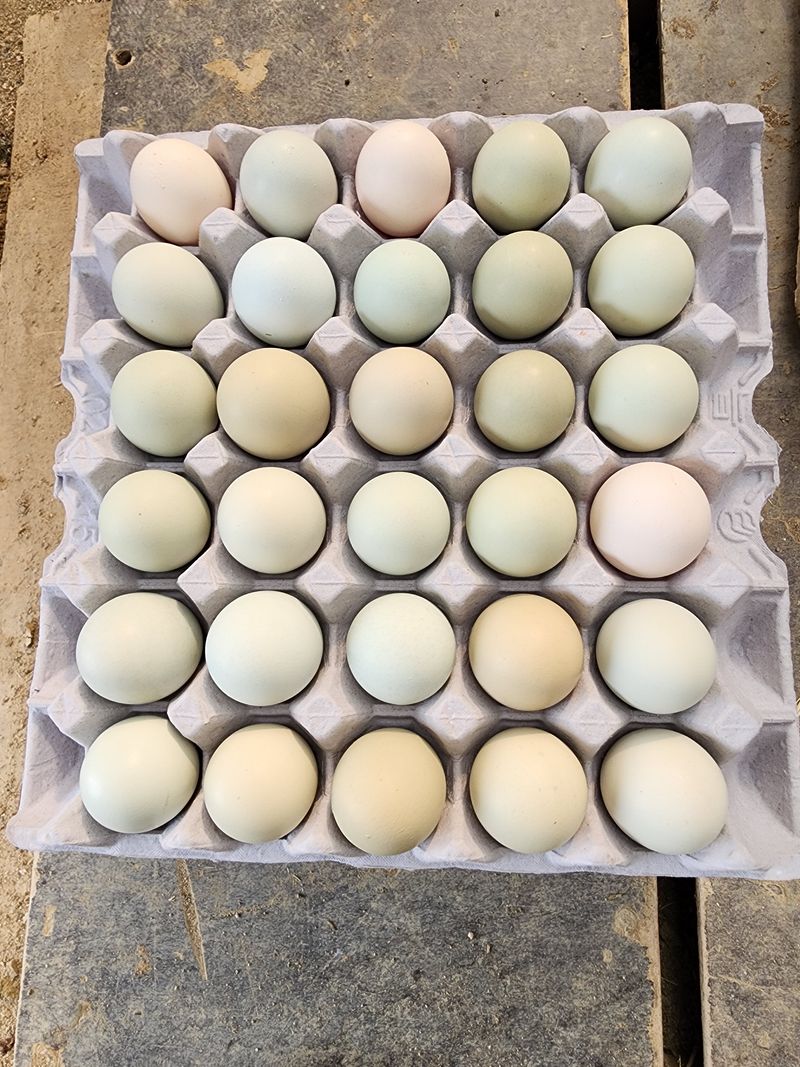 장터 상품 [자연방사 청계란 판매합니다 ] 썸네일